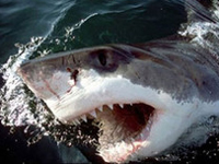 У побережья Флориды акулы "в атаку пошли"