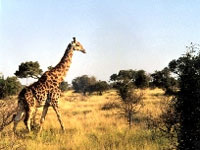 Жираф взвинтил цены на вход в киевский зоопарк