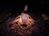 Скорпион размером с человека карабкался на сушу. Фото