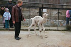 В ялтинском зоопарке родился уникальный верблюд-альбинос. Фото