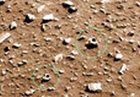 На Марсе обнаружили останки непонятных животных. Фото