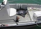 Скат запрыгнул в лодку и убил загоравшую американскую туристку. Фото