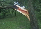 Буря наломала дров на Тернопольщине. В прямом смысле слова. Фото