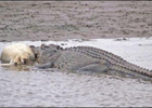 В Австралии кровожадный крокодил сожрал своего сородича. Фото