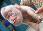 В Китае родился поросенок-мутант… с головой обезьяны. Фото