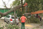 В Киеве упавшая ветка дерева раздавила три машины. Фото