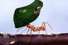 Американские ученые обнаружили муравьев с Марса. Фото