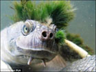 На голове австралийской черепахи нашли странных паразитов. Фото