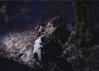 На Виннитчине «бумер» на огромной скорости протаранил дерево и загорелся. Много трупов. Фото