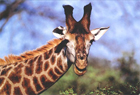 В Киевском зоопарке от неизвестной болезни умер жираф