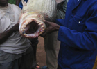 Рыбаки поймали страшного зубастого монстра. Интересные фото