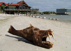 Странное чудовище нашли на пляже в Тампа Бэй. Фото