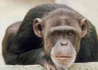 В Таиланде обезьяна спланировала убийство своего хозяина
