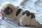 В Бердичеве родился бульдог-мутант с 6 лапами, 2 половыми органами и без задней части. Фото