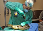Клиентом американских пластических хирургов стал… крокодил. Фото