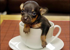 В Англии живет пес, который легко помещается в кофейной чашке. Интересные фото