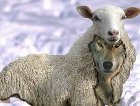 Волки в овечьих шкурах, или Как заработать на защите общественной морали (обновлено)