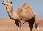 Дубайские ученые впервые клонировали верблюда