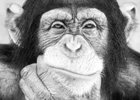 Работницу ростовского зоопарка пытался изнасиловать самец шимпанзе. Пострадавшую забрала «скорая»
