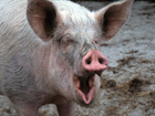 Минздрав советует украинцам меньше общаться с больными свиньями