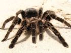 Нашествие гигантских ядовитых пауков держит в ужасе жителей Австралии