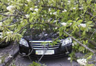 В центре Киева деревьями привалило четыре автомобиля. Фото