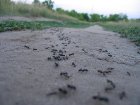 Немецкие ученые придумали, как решить проблему дорожных пробок. Жалко только, что люди - не муравьи