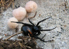 Ядовитые пауки дают жару на Херсонщине