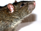 В Папуа-Новой Гвинее нашли крысу невероятных размеров: в длину почти метр