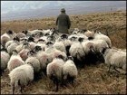 Хроники пикирующего Президента: Ющенко и овцы. Они нашли друг друга…