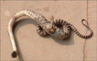 Одноногая змея обнаружена в Китае. Фото