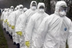 Свиной грипп вторгнется в Европу через Францию. Лягушатники сами виноваты