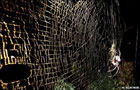 Обнаружен огромный паук, который плетет крупнейшую в природе паутину. Фото