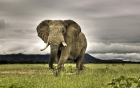 Британского исследователя убил… слон