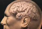 Ученые нашли участок мозга который негативно влияет на репутацию человека