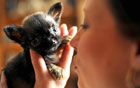 Самая маленькая собака в мире. Фото