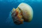 Гигантские медузы оккупировали побережье Японии. Местные жители в шоке. Фото