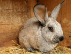 Ученые утверждают, что молоко кроликов спасает от инсульта