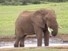 Ученые подтвердили, что слоны таки не умеют бегать