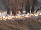 На Луганщине река вышла из берегов и затопила 500 усадеб. Фото
