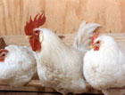 Ученые разгадали секрет цыплят-гермафродитов
