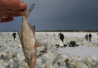 В Киевском водохранилище тоннами гибнет рыба. Фото