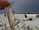 Из-за спуска воды в киевском море погибло более половины всей рыбы