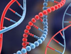Ученые расшифровали ДНК представителя нового вида человека