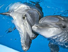 Экологическая инспекция решила прикрыть киевский дельфинарий