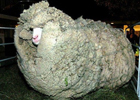 Англичане вывели уникальную породу овец