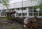 В Ужгороде ураганный ветер валил деревья. Автомобили оказались в ловушке. Фото