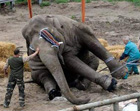Директор киевского зоопарка пострадала из-за слона Черновецкого