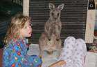Во дают. Свидетелем на свадьбе австралийской пары был... кенгуру. Фото