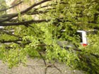 В Ужгороде упавшее дерево покалечило машины местным чиновникам. Фото